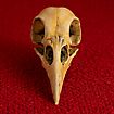 3D-Print Ravenschedel Om Zelf Te Beschilderen (10cm)