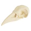 3D-Print Ravenschedel Om Zelf Te Beschilderen (10cm)