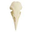 3D-Print Ravenschedel Om Zelf Te Beschilderen (10cm)