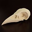 3D-Print Ravenschedel Om Zelf Te Beschilderen (10cm)