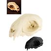 3D-printed cat skull for self-painting (12cm)