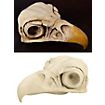 3D-printed Eagle skull for self-painting (16cm)