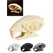 3D-printed rat skull for self-painting (7cm)