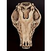 3D-printed wolf skull for self-painting (25cm)