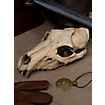 3D-printed wolf skull for self-painting (25cm)