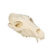 3D-printed wolf skull for self-painting (25cm)