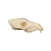 3D-printed wolf skull for self-painting (25cm)