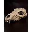 3D-printed wolf skull for self-painting (25cm)