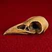 Cranio di corvo stampato in 3D da dipingere (10cm)