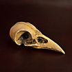 Cranio di corvo stampato in 3D da dipingere (10cm)
