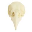 Cranio di corvo stampato in 3D da dipingere (10cm)