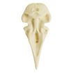 Cranio di corvo stampato in 3D da dipingere (10cm)