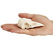Cranio di corvo stampato in 3D da dipingere (10cm)