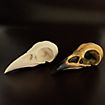Cranio di corvo stampato in 3D da dipingere (10cm)