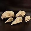 Cranio di corvo stampato in 3D da dipingere (10cm)