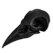 Cranio di corvo stampato in 3D da dipingere (10cm)