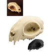 Cranio di gatto stampato in 3D da dipingere (12cm)