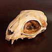 Cranio di gatto stampato in 3D da dipingere (12cm)