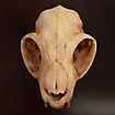 Cranio di gatto stampato in 3D da dipingere (12cm)