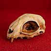 Cranio di gatto stampato in 3D da dipingere (12cm)