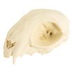 Cranio di gatto stampato in 3D da dipingere (12cm)