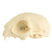 Cranio di gatto stampato in 3D da dipingere (12cm)