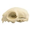 Cranio di gatto stampato in 3D da dipingere (12cm)