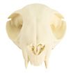 Cranio di gatto stampato in 3D da dipingere (12cm)