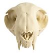 Cranio di gatto stampato in 3D da dipingere (12cm)