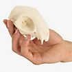 Cranio di gatto stampato in 3D da dipingere (12cm)