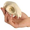 Cranio di gatto stampato in 3D da dipingere (12cm)