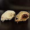 Cranio di gatto stampato in 3D da dipingere (12cm)