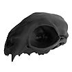 Cranio di gatto stampato in 3D da dipingere (12cm)