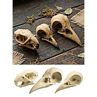 3D Skull Fortune Teller Set to Paint Yourself - Raven, Crow, Rat