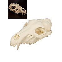 Crâne d'loup imprimé en 3D à peindre soi-même (25cm)
