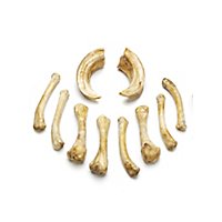 Set of Resin Bones - Soothsayer (10 Pieces)