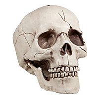Skull with movable jaw