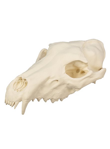 3D-printed wolf skull for self-painting (25cm)