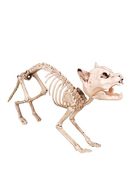 Cat Skeleton Deco