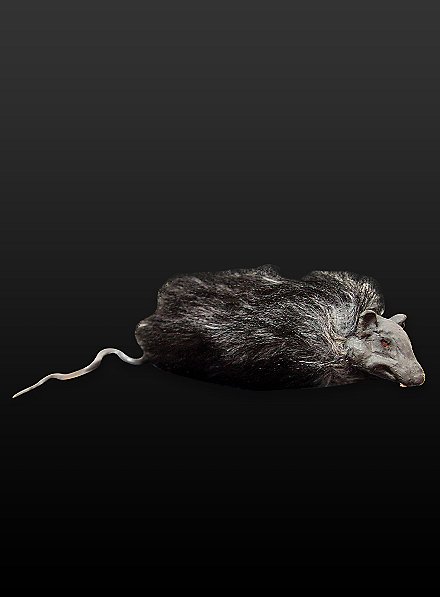 Hairy Rat 