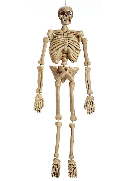 Realistisches Skelett 