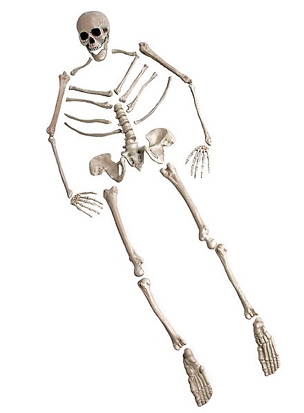Schädel und Knochen Set
