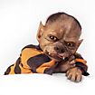 Werewolf Puppy - Cooper figurine