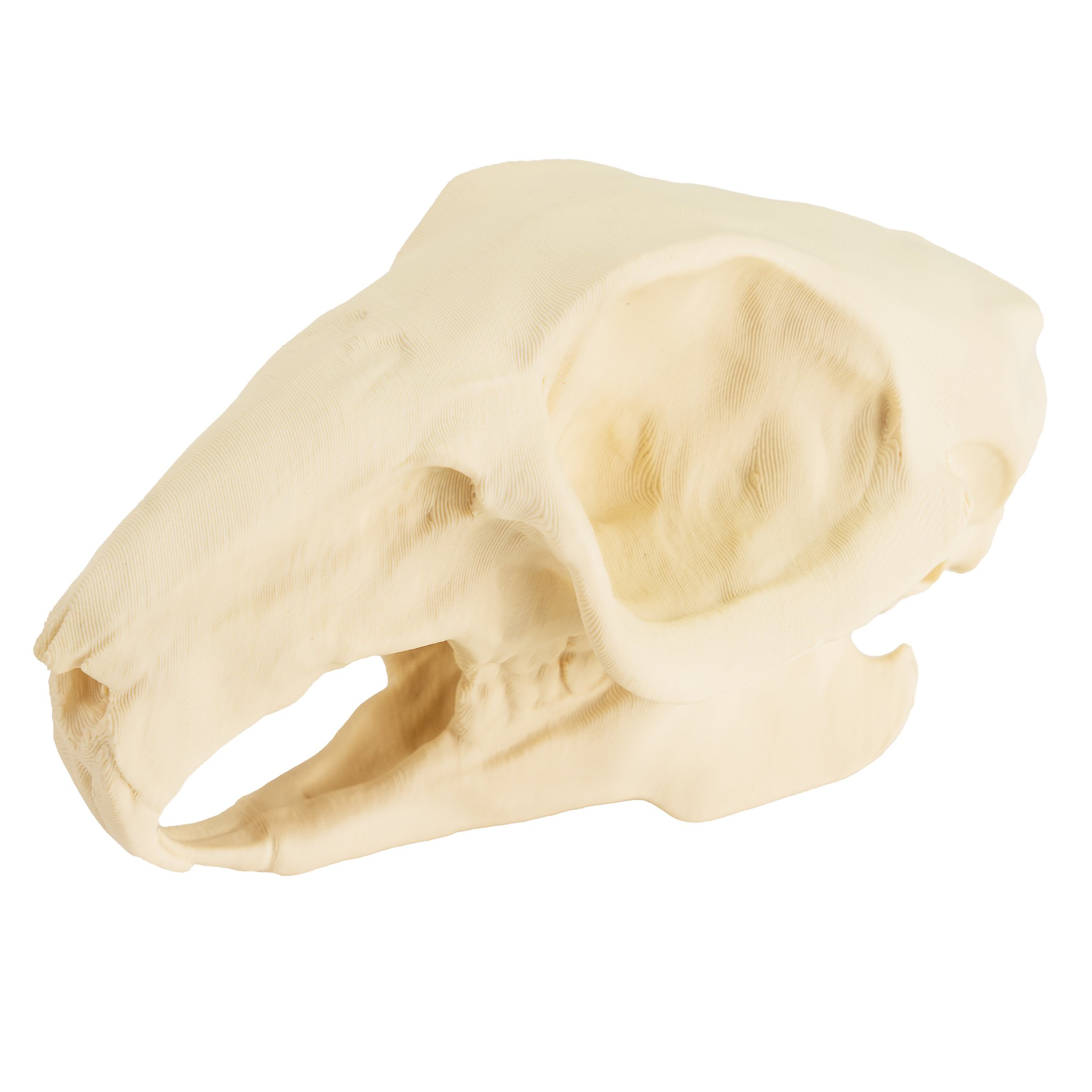 Crâne de lapin imprimé en 3D à peindre soi-même (10 cm)