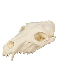 3D-printed wolf skull for self-painting (25cm)