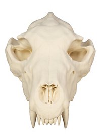 3D-printed wolf skull for self-painting (25cm)