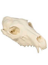 3D-printed wolf skull for self-painting (25cm)