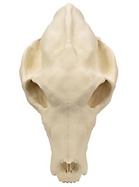 3D-printed wolf skull for self-painting (25cm)