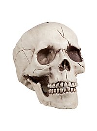 Crâne avec mâchoire mobile