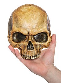 Demi-crâne décoratif en résine